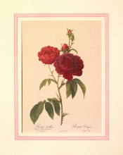 Rose mode 14